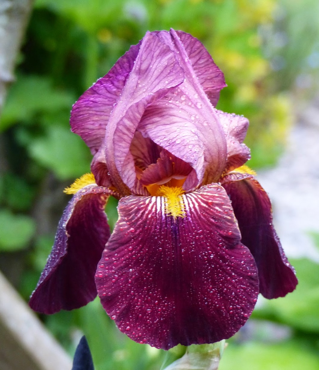 Iris germanica 'Senlac'